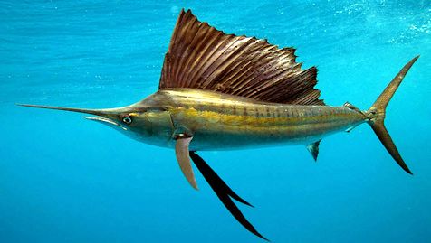 Istiophorus albicans_04.jpg